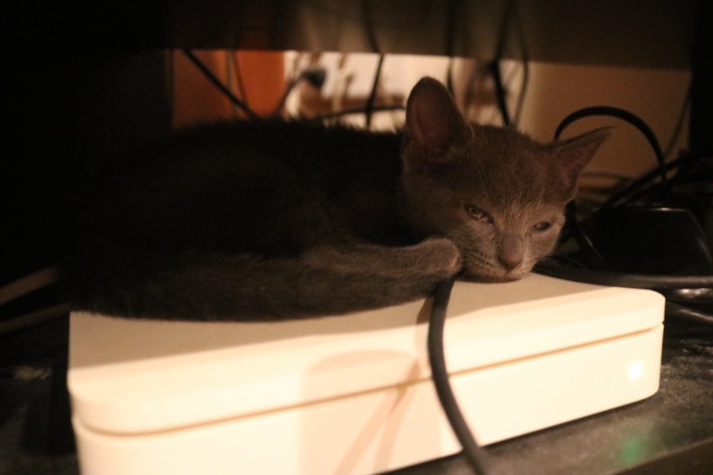 ロシアンブルーの画像