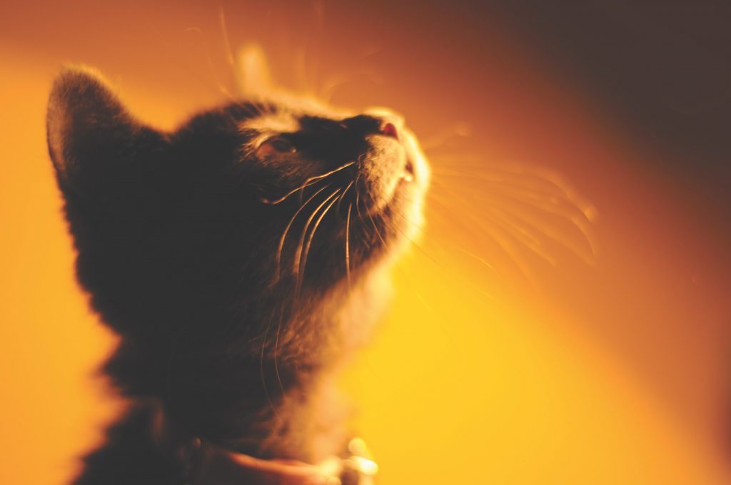 ロシアンブルーの子猫の写真